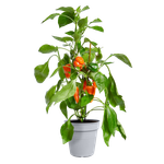 green basics pot de culture 35cm lilas délavé